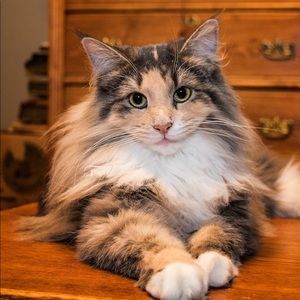 Meet your Posher, Karen